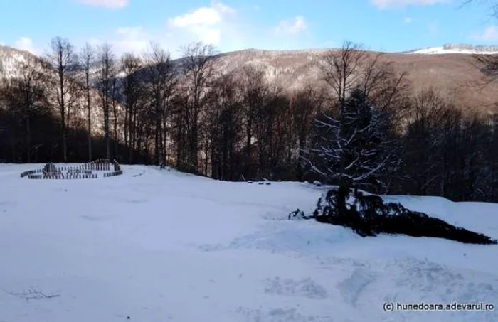 Bradul prăbuşit în urma vijeliei. FOTO: Sorin Zgăvârdean.