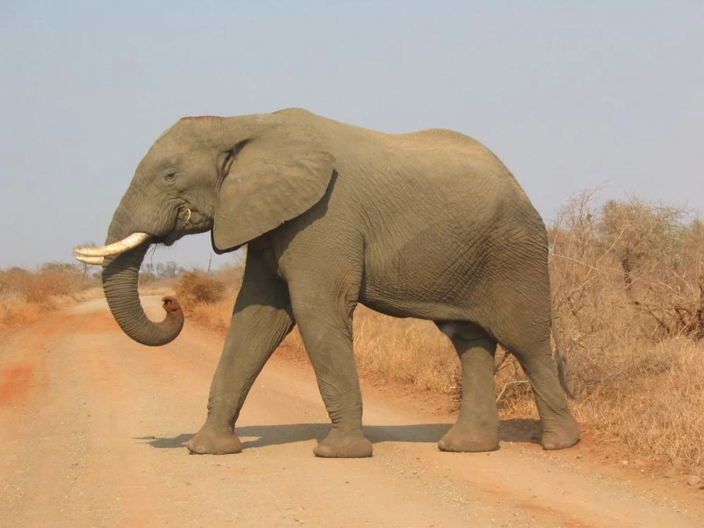 Poveste cu elefant jpeg