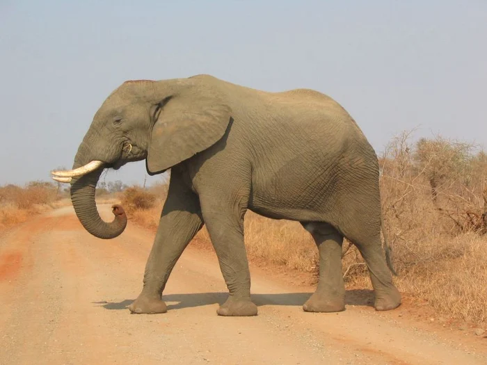 Poveste cu elefant jpeg