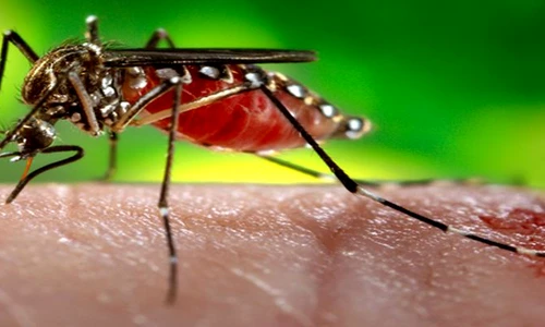 1 75092 original jpg jpeg