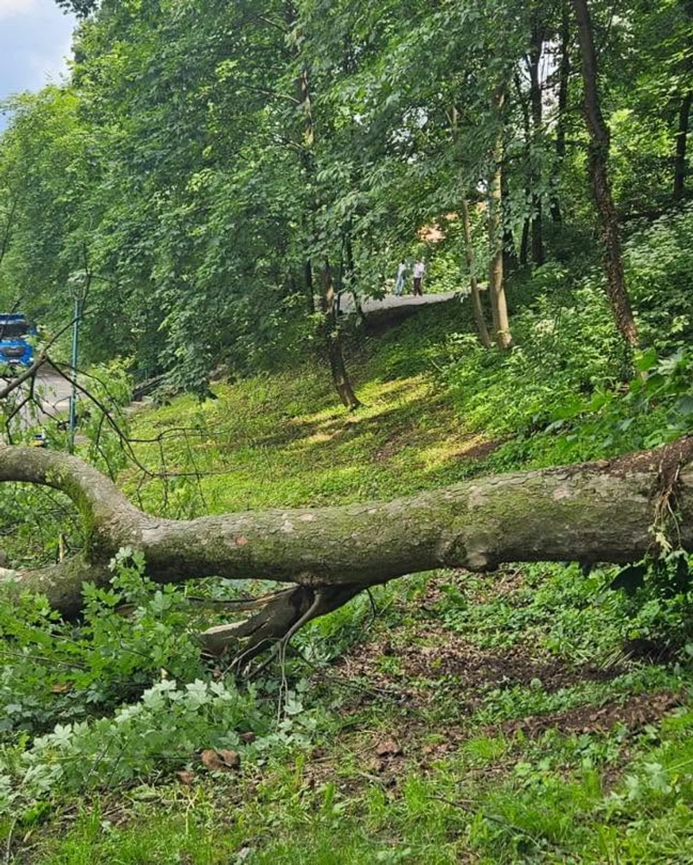 Pericol ascuns în Brașov. Arbori care par sănătoși, „viguroși și verzi la exterior”, riscă să se prăbușească