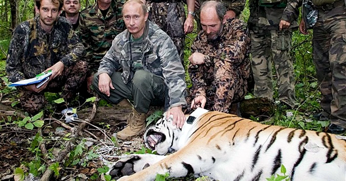 Vladimir Putin s-a afişat la reintroducerea în natură a celor trei tigri siberieni