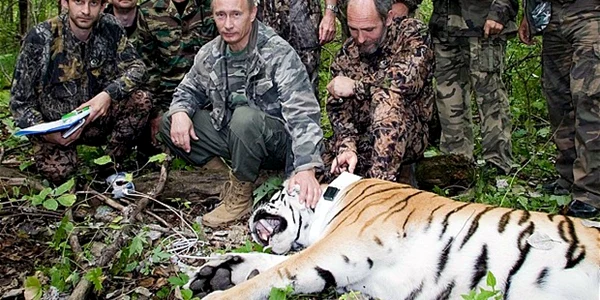 Tigrul lui Putin FOTO telegraph.co.uk