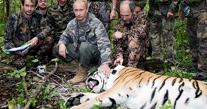 Vladimir Putin s-a afişat la reintroducerea în natură a celor trei tigri siberieni