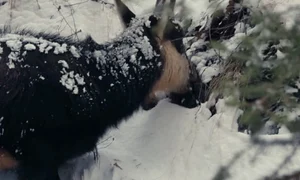 aD00NDAmaGFzaD02Mzc3ODE0YzI2YmE5MTk3NzRhOTY4YzJhYWRjMWQ1Zg== thumb jpg