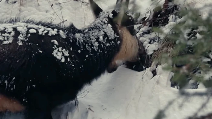 Capre negre, filmate în timp ce se hrănesc în Parcul Național Piatra Craiului / foto: captură video