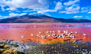 Laguna Colorada, Bolivia jpeg