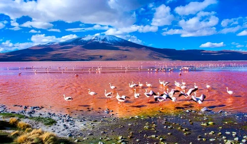 Laguna Colorada, Bolivia  jpeg