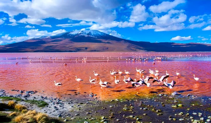 Laguna Colorada, Bolivia  jpeg