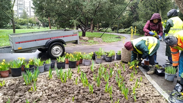 Se plantează lalele şi narcise