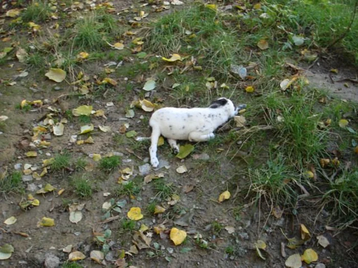 Botoşani: Acesta este unul dintre căţeii ucişi 