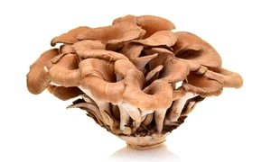 1 cuperca maitake jpg jpeg