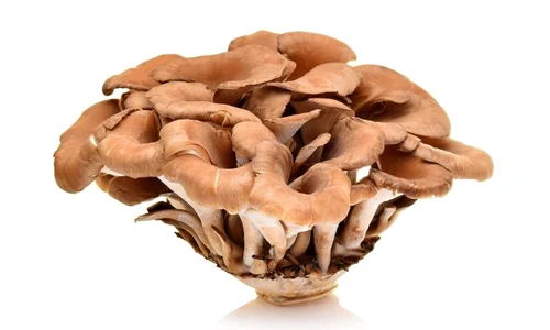 1 cuperca maitake jpg jpeg