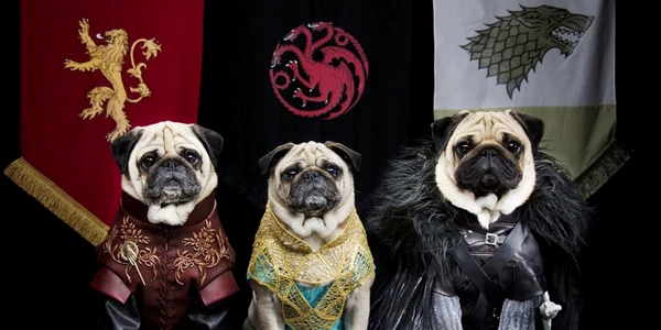game of thrones cu mopsi foto Phillip Lauer / Barcroft Media