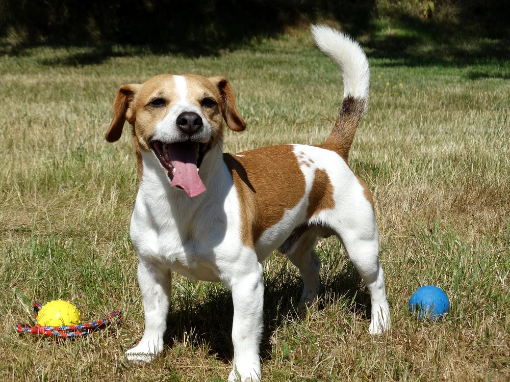 jack russell 1383557 1920 jpg