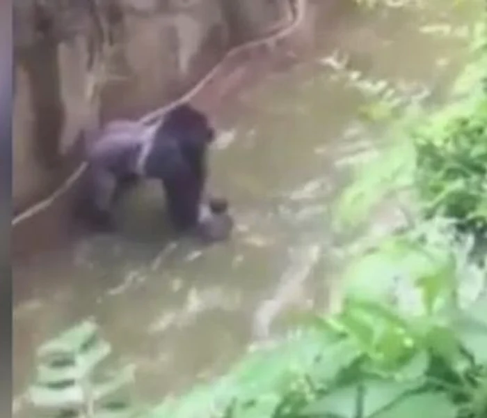 Gorila de 17 ani a fost împușcatăFoto: captură video