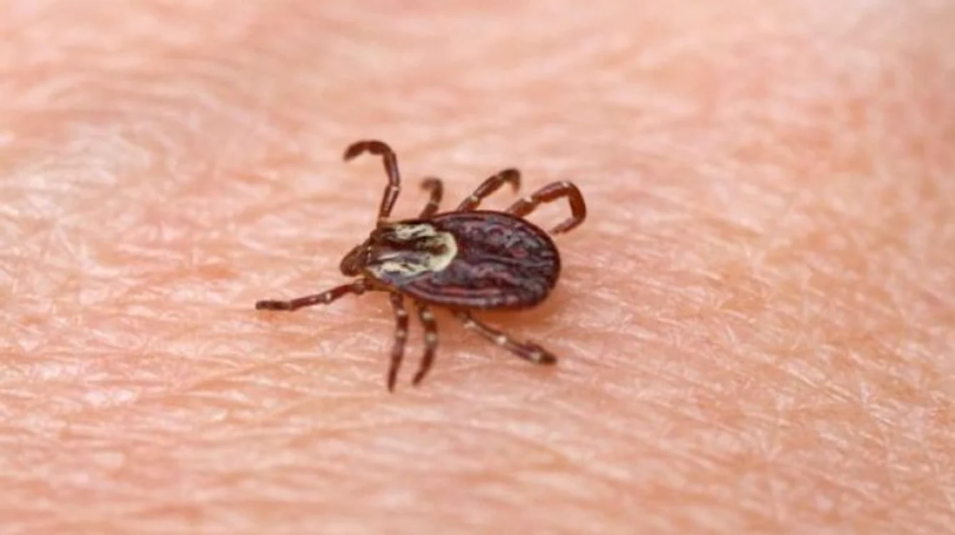 Ţine căpuşele la distanţă! Cum te poţi feri de muşcătura acestor insecte parazite folosind uleiuri esenţiale jpeg