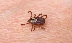 Ţine căpuşele la distanţă! Cum te poţi feri de muşcătura acestor insecte parazite folosind uleiuri esenţiale jpeg