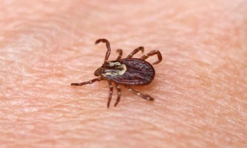 Ţine căpuşele la distanţă! Cum te poţi feri de muşcătura acestor insecte parazite folosind uleiuri esenţiale jpeg