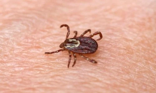 Ţine căpuşele la distanţă! Cum te poţi feri de muşcătura acestor insecte parazite folosind uleiuri esenţiale jpeg