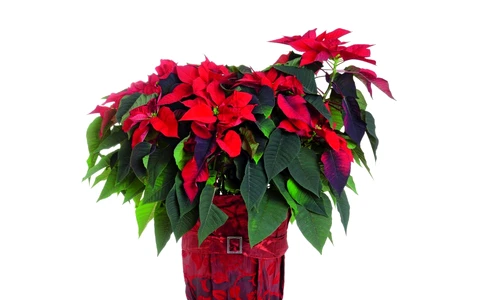 1 72649 original jpg jpeg