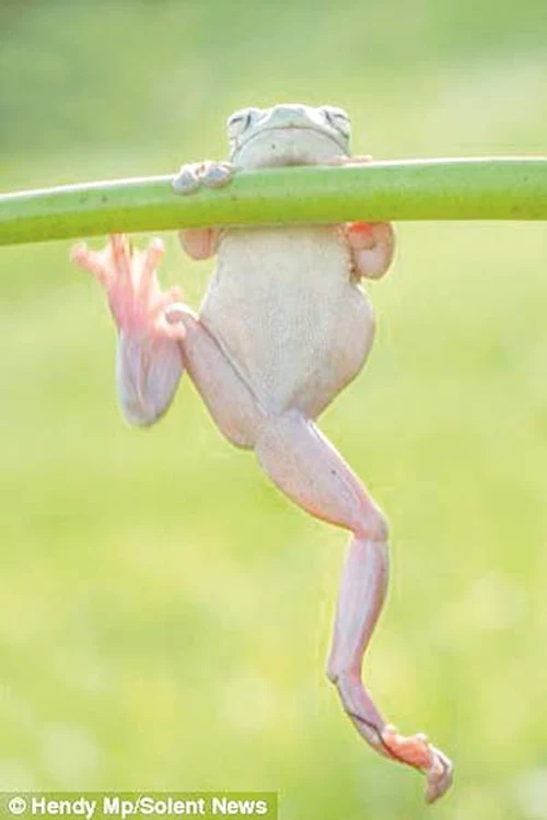 "Uite, mă pot ţine într-o lăbuţă!"