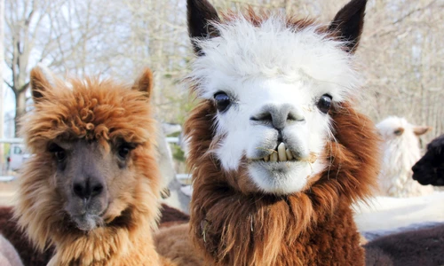 1 alpaca 699646711 jpg jpeg