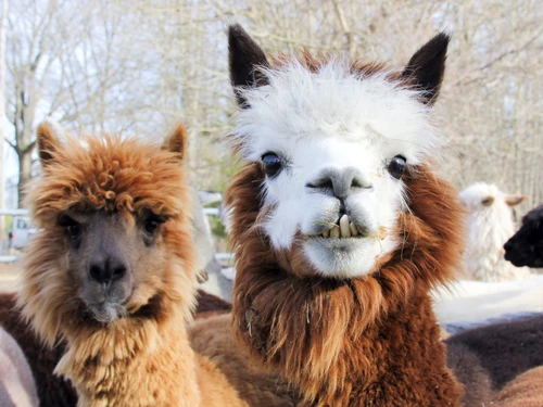 1 alpaca 699646711 jpg jpeg