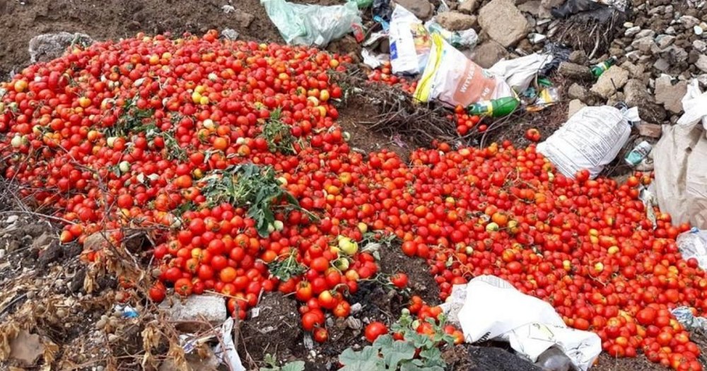 Imagini virale cu fermierii români care aruncă tone de roșii din cauza prețului derizoriu. Programul „Tomata” sărăcește micii producători VIDEO