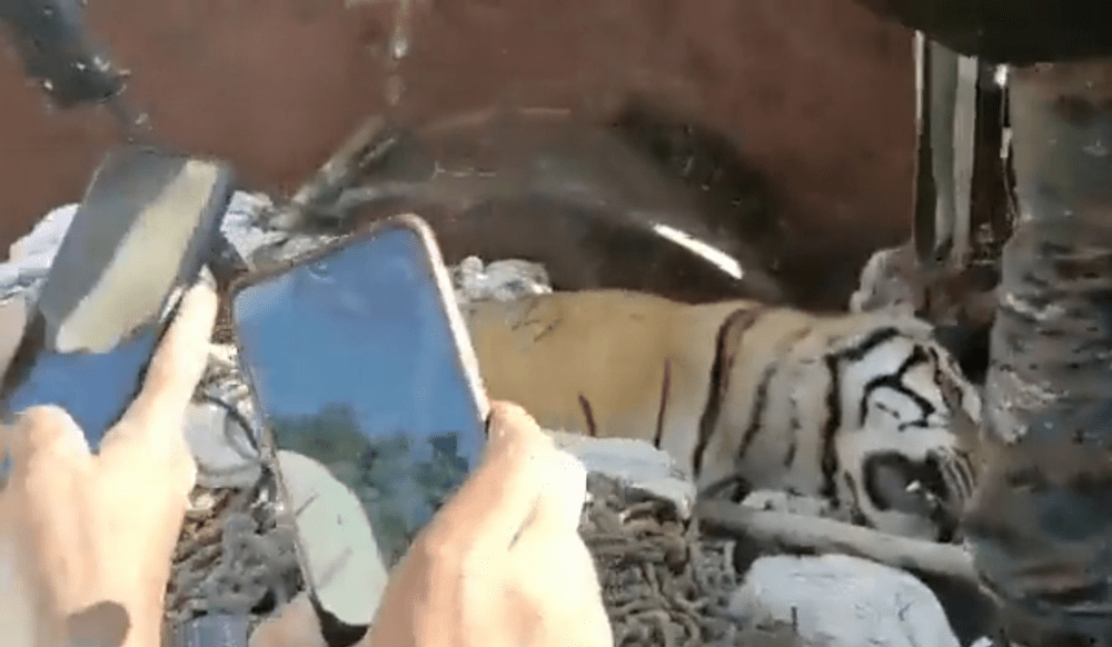 Un tigru supranumit „mâncătorul de oameni din Champaran“ a fost ucis de poliția indiană, după ce a omorât cel puțin nouă oameni VIDEO