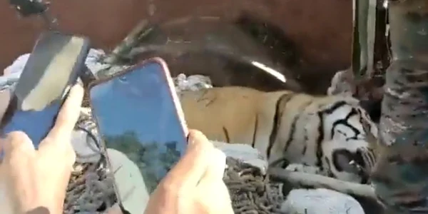tigru mancator de oameni ucis in India captura video Twitter jpg