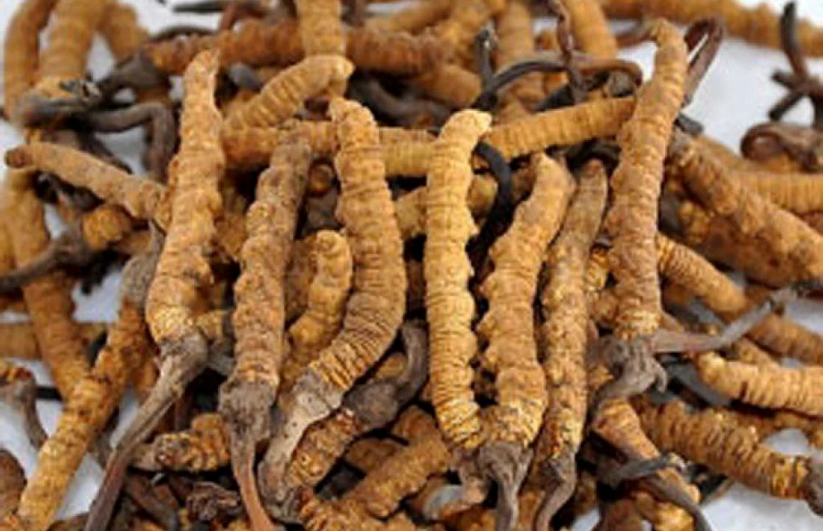 Yarchagumba sau „viagra de Himalaya“. FOTO nepaideadlines.com