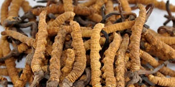 Viagra de Himalaya FOTO nepaliheadlines.com