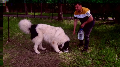 Ciobănesc de Bucovina în expoziţie la Timişoara Ş.Both