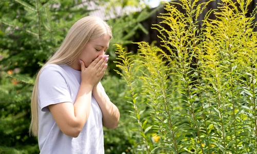 alergie ambrozie jpg