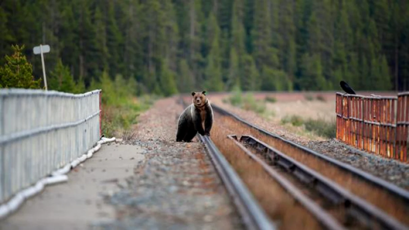 Ursul lovit de tren a murit pe loc Sursă foto: Arhivă Click!
