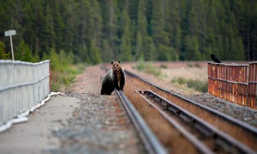 urs lovit de tren jpeg