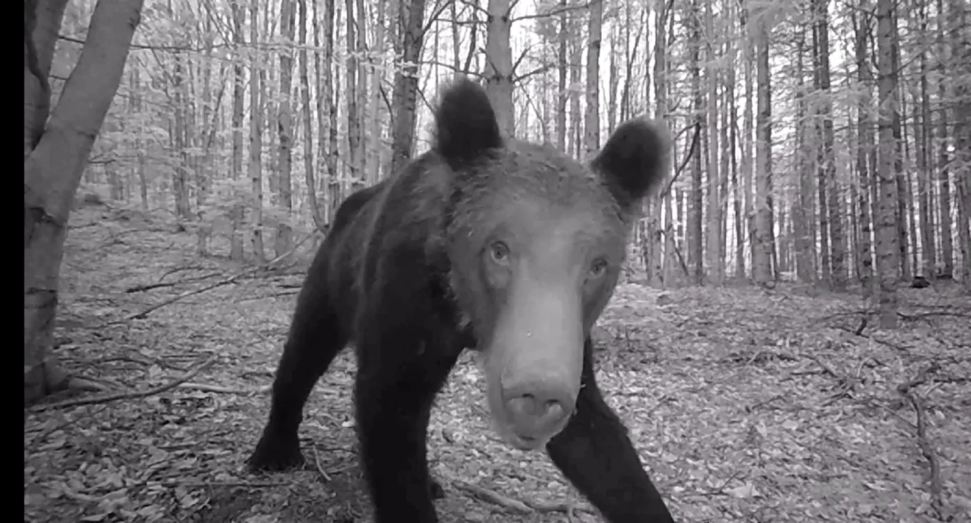 Monitorizare video a urșilor din Parcul Național Cozia de specialiștii Direcției Silvice Vâlcea