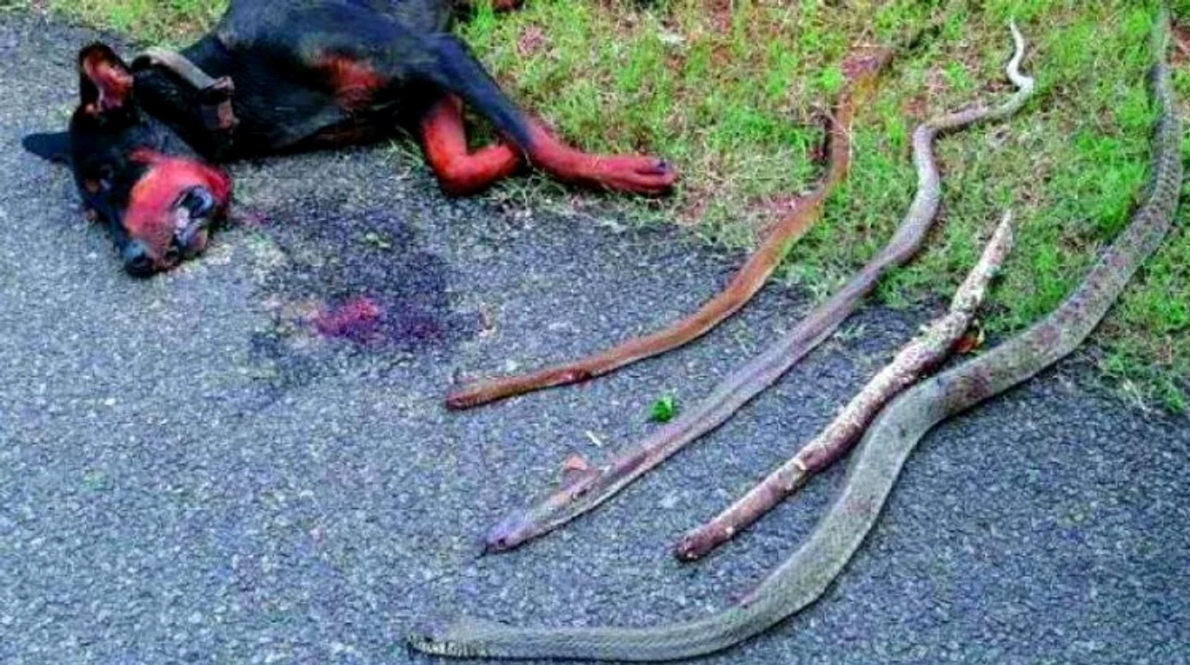 A luptat până la moarte cu cele patru cobre pentru a-și salva stăpânii