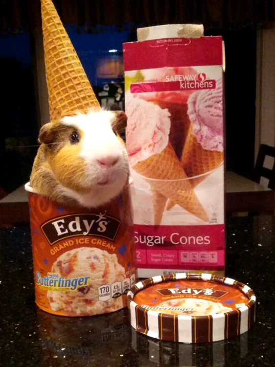 Porcuşorul de Guineea (FOTO CATERS)