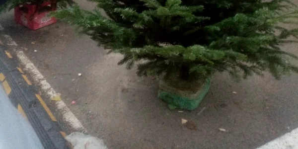 calarasi brazi de Craciun la piata FOTO I.S.