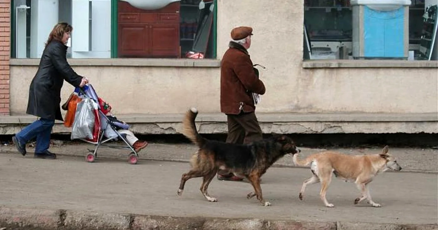Muşcăturile câinilor nu mai pot fi tratate