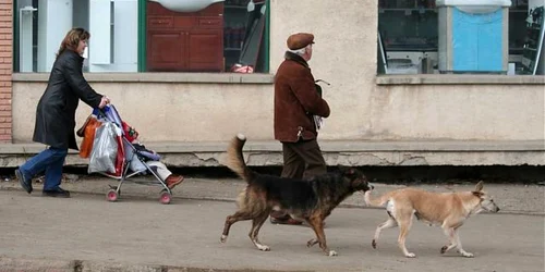 Muşcăturile câinilor nu mai pot fi tratate