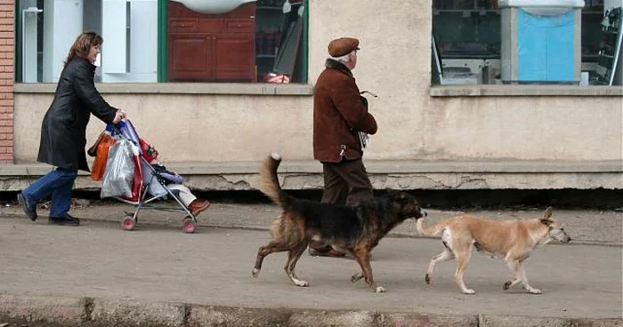 Muşcăturile câinilor nu mai pot fi tratate