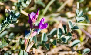 1 astragalus jpg jpeg
