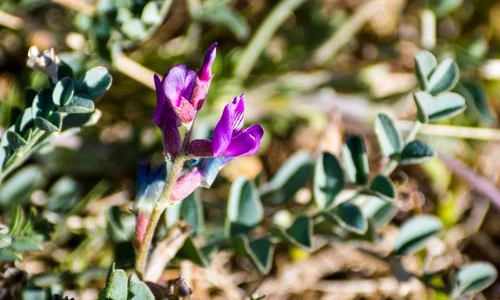 1 astragalus jpg jpeg