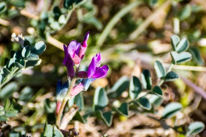 1 astragalus jpg jpeg