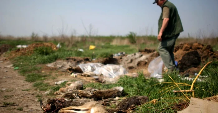 Animale ucise pe câmpuri de maidanezi FOTO arhivă