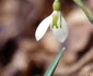 Ghiocelul Galanthus plicatus Sursa foto http