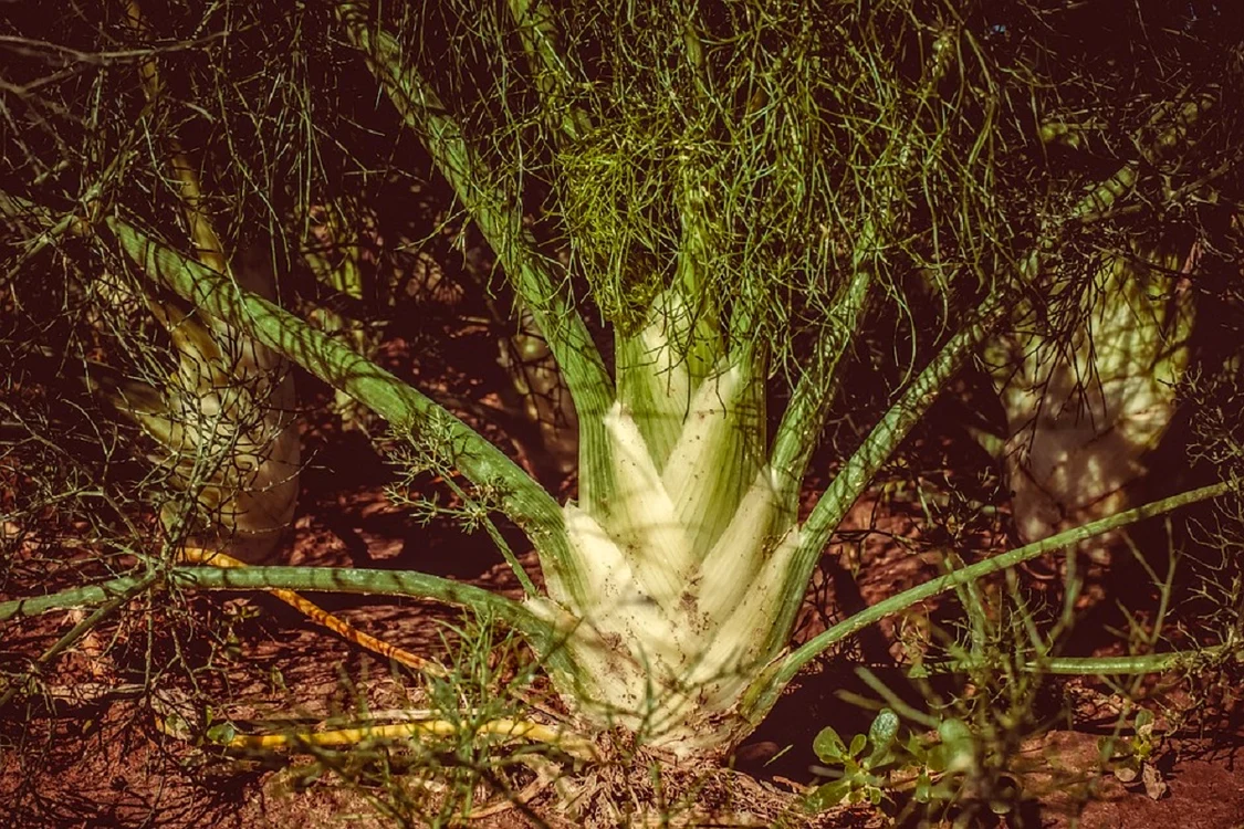 Feniculul trebuie plantat separat de alte plante / foto: Pixabay